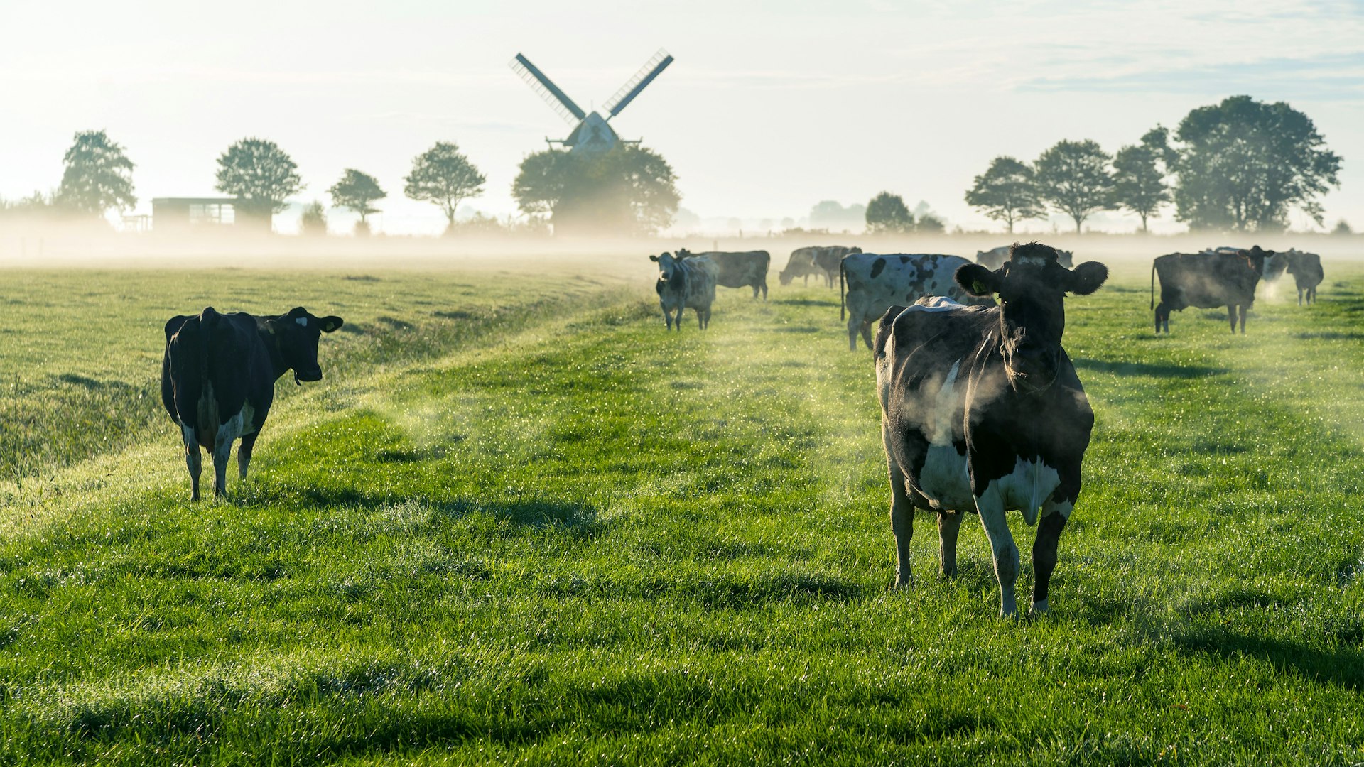 Interfood Corporate website voor zuivel multinational Sfeerbeeld koe in de wei